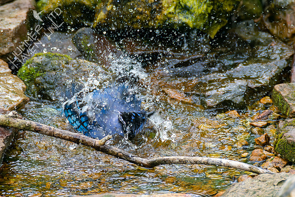4-28-22 Blue Jay
