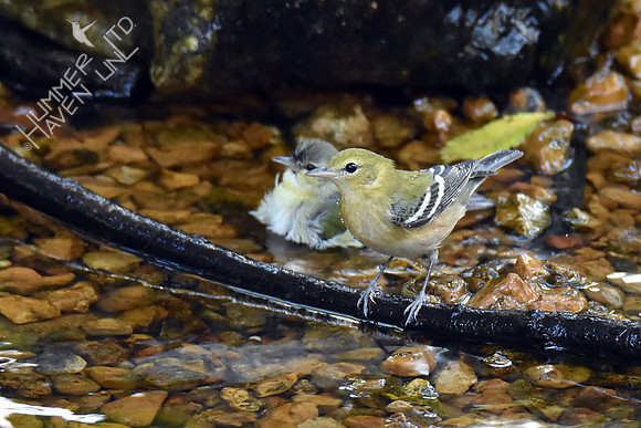 Bay-breasted and Tennessee Warblers 10-5-16