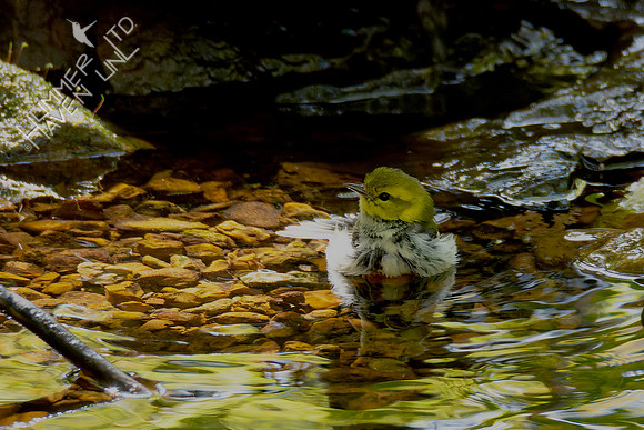 10-4-24 Black-throated Green Warbler