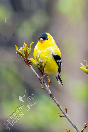 4-8-22 American Goldfinch on Blackhaw (Viburnum prunifolium)