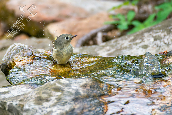 4-17-22 Ruby-crowned Kinglet