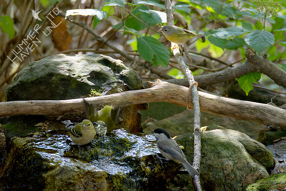 10-5-24 Bay-breasted, Tennessee and Nashville Warblers with chickadee