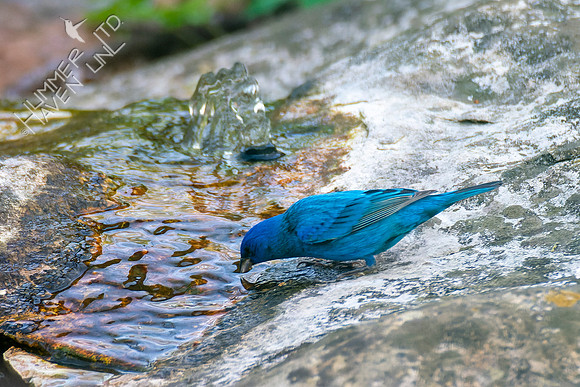 4-22-22 FOY Indigo Bunting