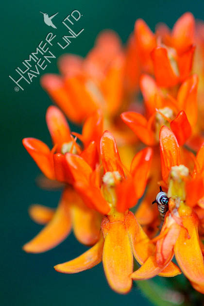Monarch caterpillar on Butterflyweed (Asclepias tuberosa)