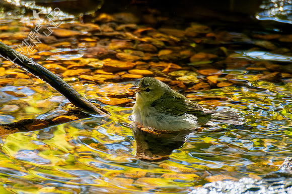 10-20-24 Tennessee Warbler