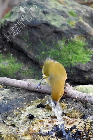 Summer Tanager 10-4-16