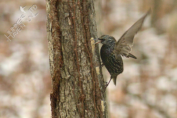 European Starling