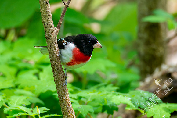 5-4-22 Rose-breasted Grosbeak