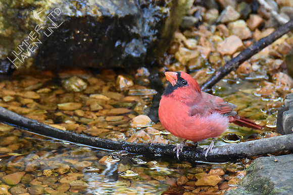 Northern Cardinal 10-8-16