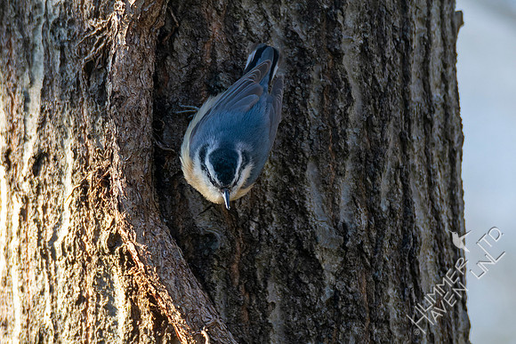 4-16-22 Red-breasted Nuthatch