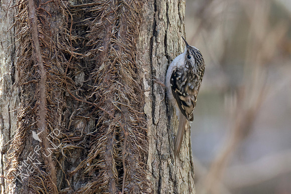 11-2-24 Brown Creeper