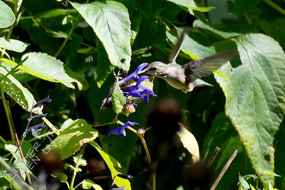10-9-24 Ruby-throated Hummingbird
