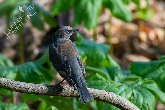 4-19-22 Rusty Blackbird