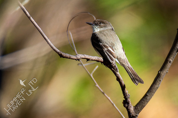 4-9-22 Eastern Phoebe