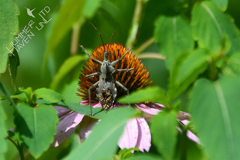 Wheel Bug (Arilus cristatus) on Purple Coneflower (Echinacea purpurea)
