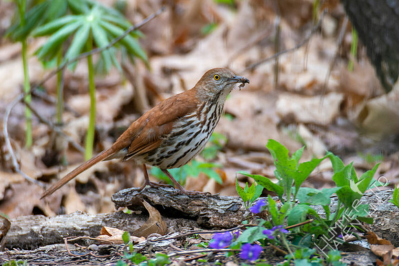 4-15-22 Brown Thrasher