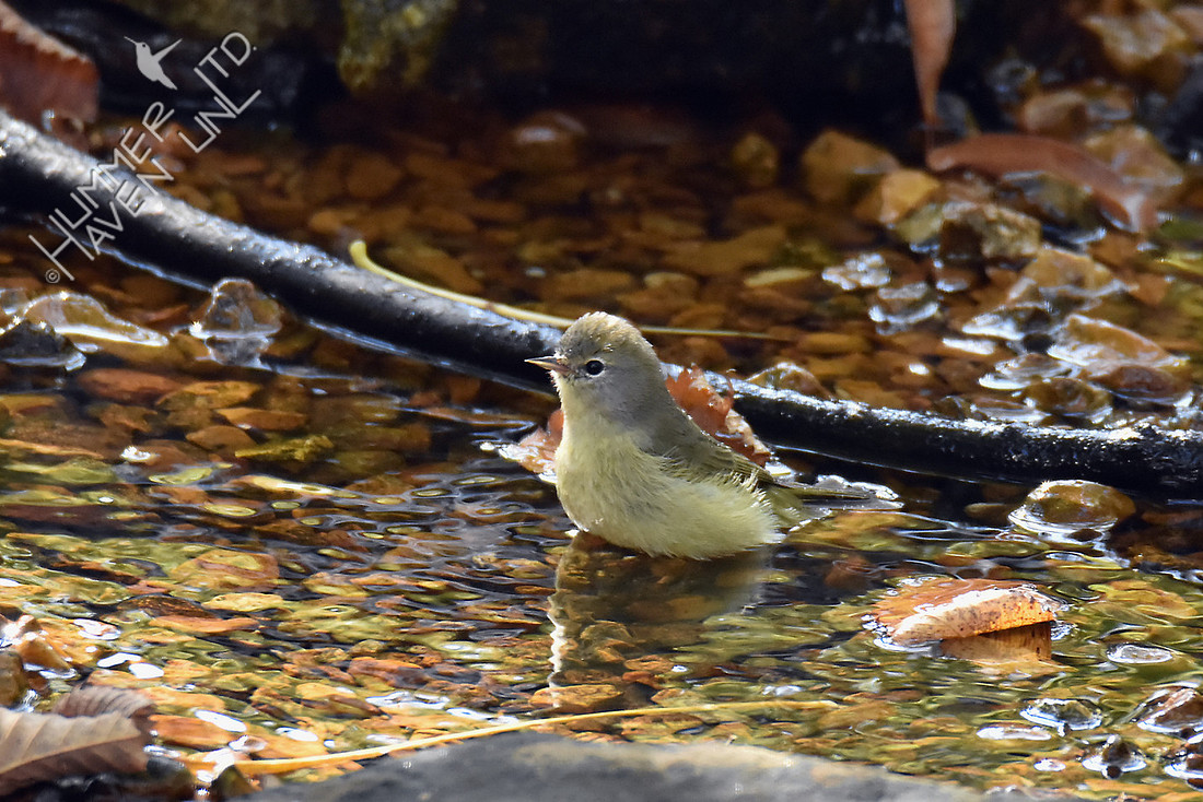 Orange-crowned Warbler 10-30-16