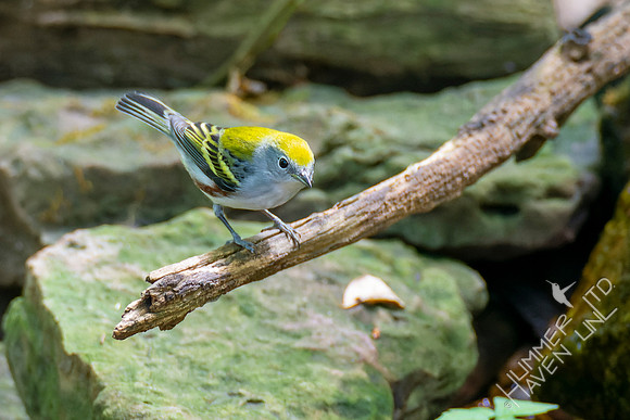 9-22-22 Chestnut-sided Warbler