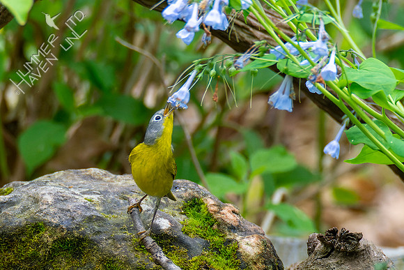 4-28-22 Nashville Warbler