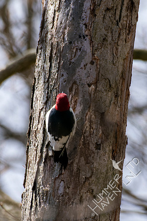4-18-22 Red-headed Woodpecker