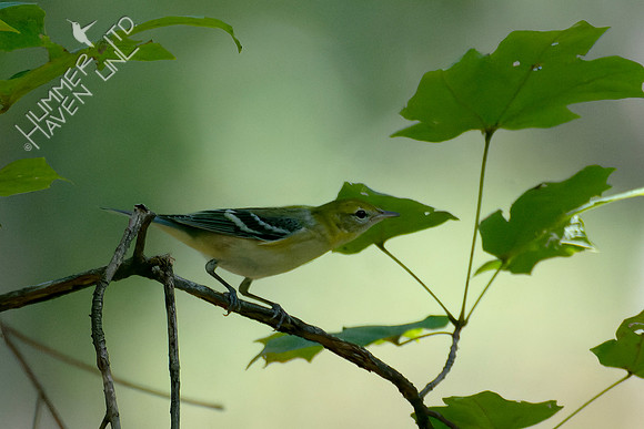 10-5-24 Bay-breasted Warbler