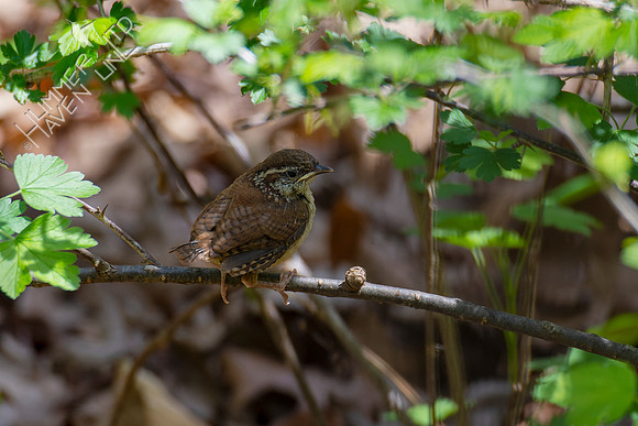 4-21-22 Carolina Wren Fledgling