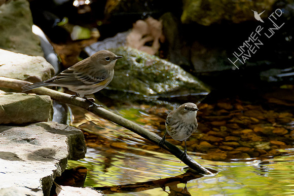 10-14-24 Two Yellow-rumped Warblers