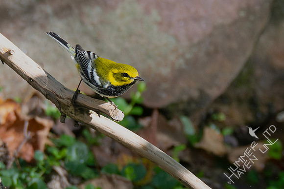 10-6-24 Black-throated Green Warbler