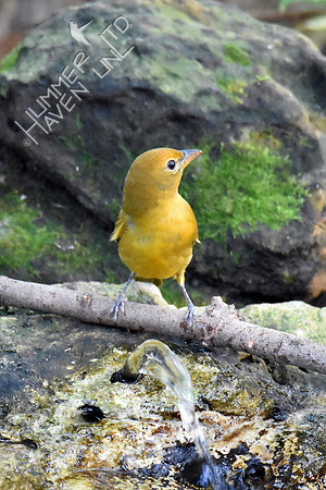 Summer Tanager 10-4-16