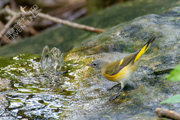 9-23-22 American Redstart