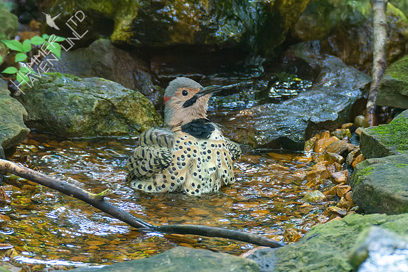 8-24-22 Northern Flicker adult male
