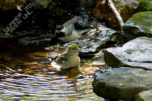 10-5-24 Bay-breasted Warbler