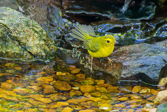 8-31-22 Wilson's Warbler female