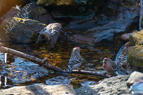 1-29-22 Common Redpolls