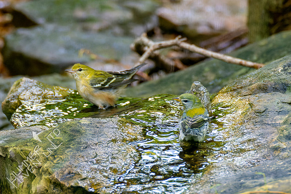 9-23-22 Bay-breasted Warbler and Northern Parula