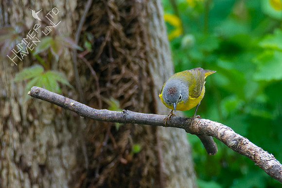 4-24-22 Nashville Warbler