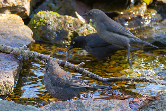 4-9-22 Rusty Blackbirds