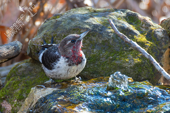 1-20-22 FOY #36 Juvenile Red-headed Woodpecker