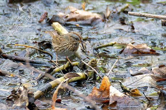4-28-22 Lincoln's Sparrow