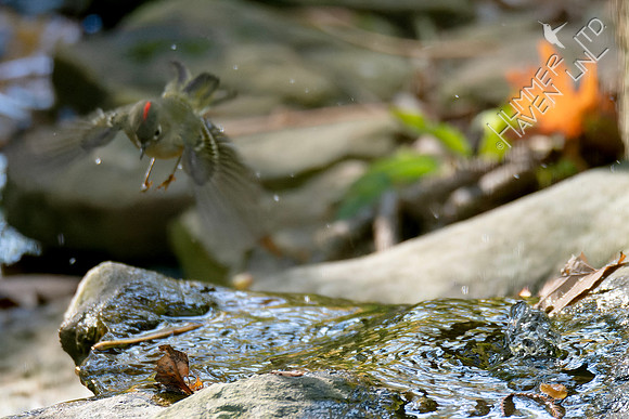 10-19-24 Ruby-crowned Kinglet