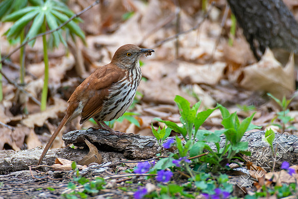 4-15-22 Brown Thrasher