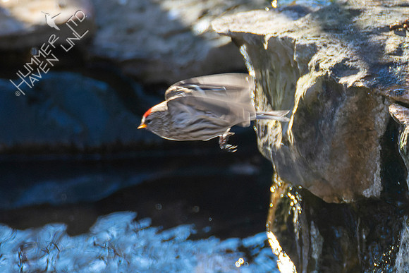 1-29-22 Common Redpoll