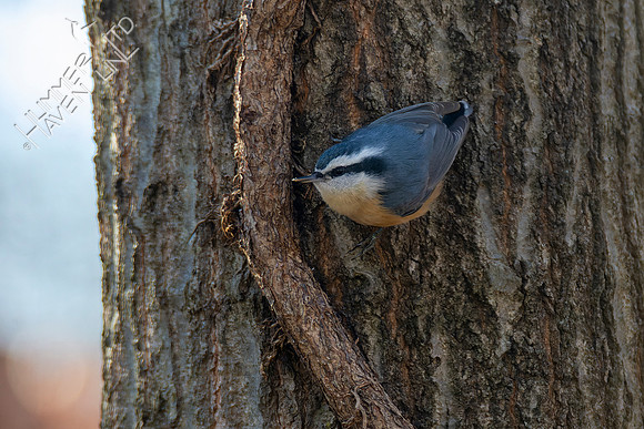 1-30-22 Red-breasted Nuthatch