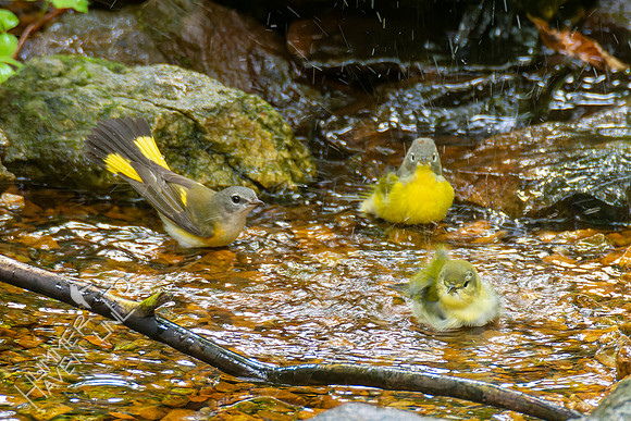 9-23-22 American Redstart, Nashville and Tennessee Warblers