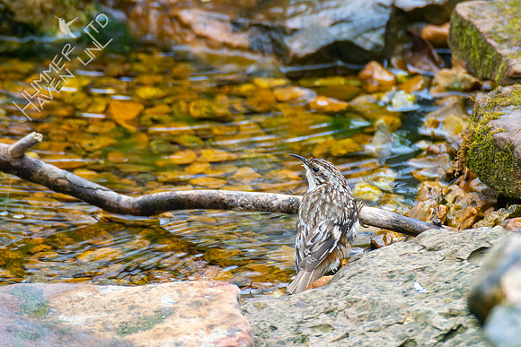 4-18-22 Brown Creeper