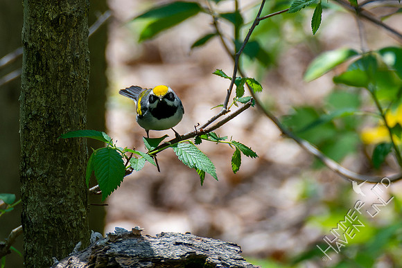 4-26-22 FOY Golden-winged Warbler