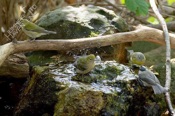 10-5-24 Bay-breasted, Tennessee and Nashville Warblers with chickadee
