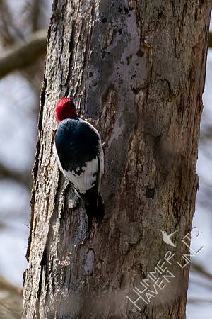 4-18-22 Red-headed Woodpecker