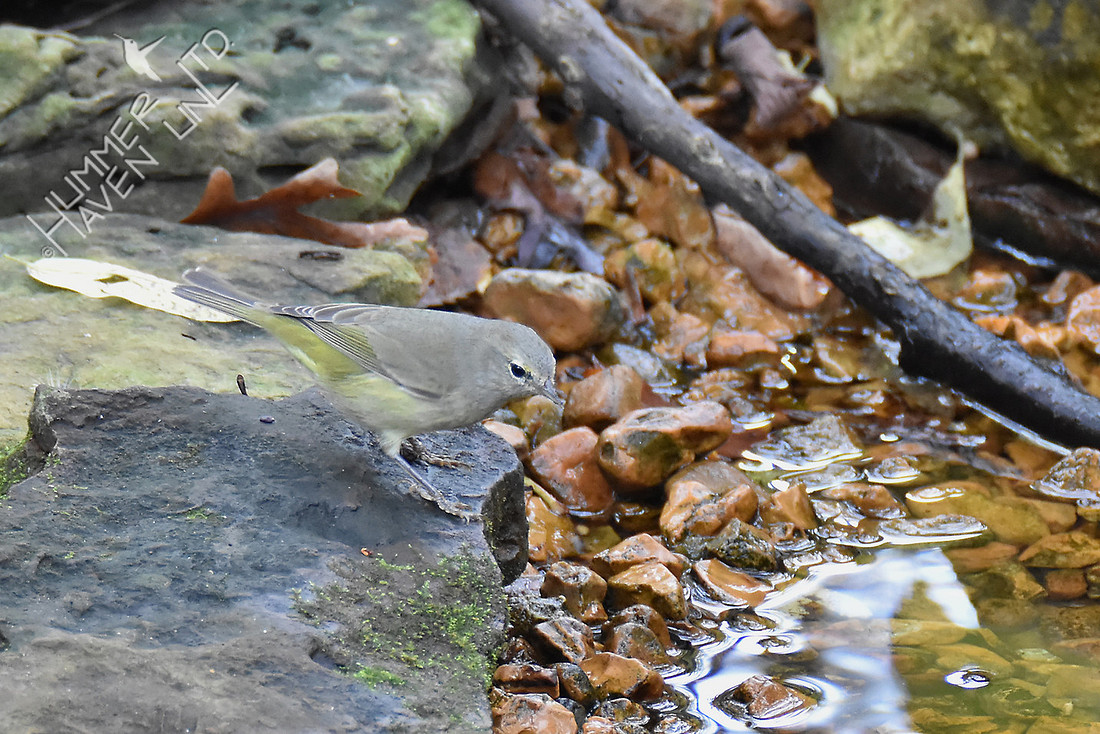 Orange-crowned Warbler 11-2-16