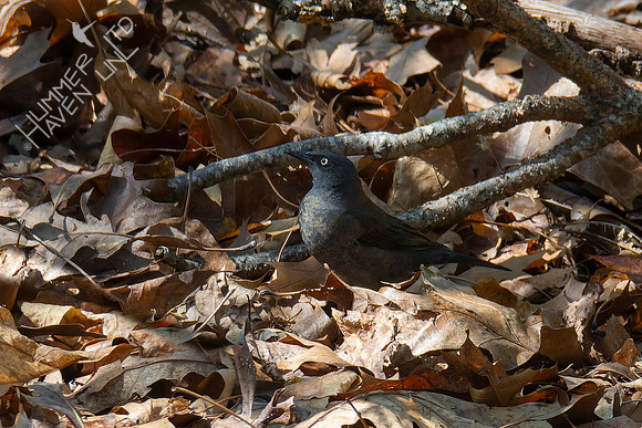 4-14-22 Rusty Blackbird